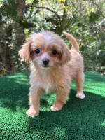 Clover , a female Malchi for sale in Saint Augustine, FL – 5 of 7