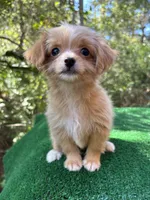 Clover , a female Malchi for sale in Saint Augustine, FL – 6 of 7