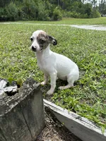 Bubbles, a female Chiweenie for sale in Saint Augustine, FL – 6 of 10