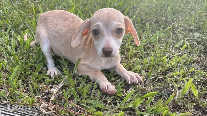 Bud – Chiweenie puppy for sale in Saint Augustine, FL