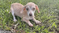Bud, a male Chiweenie for sale in Saint Augustine, FL – 1 of 4