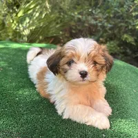 Fairy , a female Mal Shi for sale in Saint Augustine, FL – 2 of 7