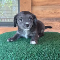 Otto, a male Chiweenie for sale in Saint Augustine, FL – 4 of 6