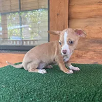Josie, a female Chiweenie for sale in Saint Augustine, FL – 5 of 5
