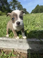 Tiger, a male Jack Russell Terrier and Chihuahua for sale in Saint Augustine, FL – 3 of 4