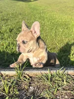 Pickles, a female French Bulldog for sale in Saint Augustine, FL – 3 of 5