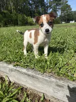 Joey, a male Jack Russell Terrier and Chihuahua for sale in Saint Augustine, FL – 2 of 6