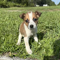 Dixie , a female Jack Russell Terrier and Chihuahua for sale in Saint Augustine, FL – 2 of 2