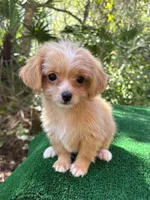 Clover , a female Malchi for sale in Saint Augustine, FL – 1 of 7