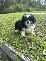 Luna, a female Chihuahua and Shih Tzu for sale in Saint Augustine, FL – 6 of 9