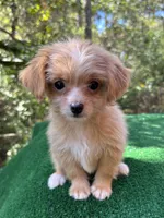 Clover , a female Malchi for sale in Saint Augustine, FL – 7 of 7