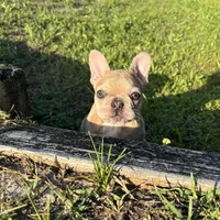 Pickles, a female French Bulldog for sale in Saint Augustine, FL – 5 of 5