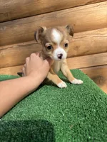 Rodeo, a male Chihuahua for sale in Saint Augustine, FL – Photo 2 of 5