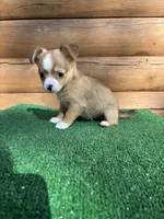 Rodeo, a male Chihuahua for sale in Saint Augustine, FL – Photo 5 of 5