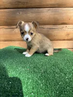 Rodeo, a male Chihuahua for sale in Saint Augustine, FL – Photo 4 of 5