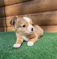 Rodeo, a male Chihuahua for sale in Saint Augustine, FL – Photo 3 of 5