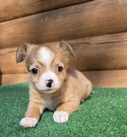 Rodeo, a male Chihuahua for sale in Saint Augustine, FL – Photo 1 of 5