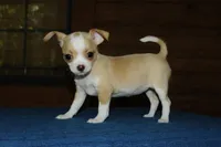 Honey , a female Chihuahua for sale in Saint Augustine, FL – Photo 1 of 3