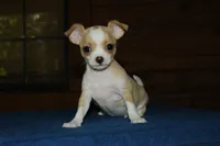 Honey , a female Chihuahua for sale in Saint Augustine, FL – Photo 2 of 3