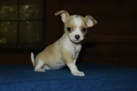 Honey , a female Chihuahua for sale in Saint Augustine, FL – Photo 3 of 3