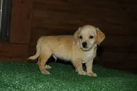 Wrangler , a female Chiweenie for sale in Saint Augustine, FL – Photo 3 of 3