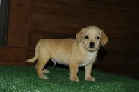 Wrangler , a female Chiweenie for sale in Saint Augustine, FL – Photo 2 of 3