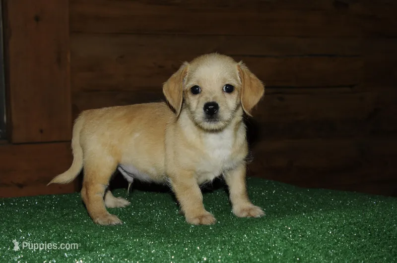 Wrangler  – Chiweenie puppy for sale in Saint Augustine, FL