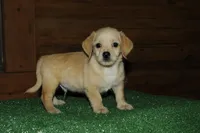 Wrangler , a female Chiweenie for sale in Saint Augustine, FL – Photo 1 of 3