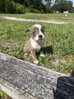 Tiger, a male Jack Russell Terrier and Chihuahua for sale in Saint Augustine, FL – 4 of 4
