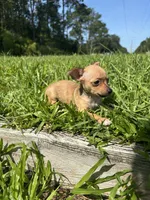 Penny , a female Chihuahua for sale in Saint Augustine, FL – 7 of 7