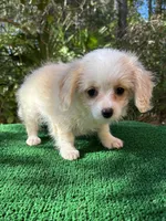 Suzy, a female Malchi for sale in Saint Augustine, FL – 2 of 6