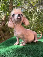 Frizzy, a female Chinese Crested for sale in Saint Augustine, FL – 4 of 5