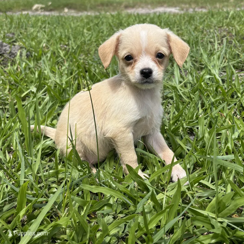 Lucy – Malchi puppy for sale in Saint Augustine, FL