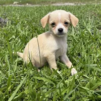 Lucy, a female Malchi for sale in Saint Augustine, FL – 1 of 5