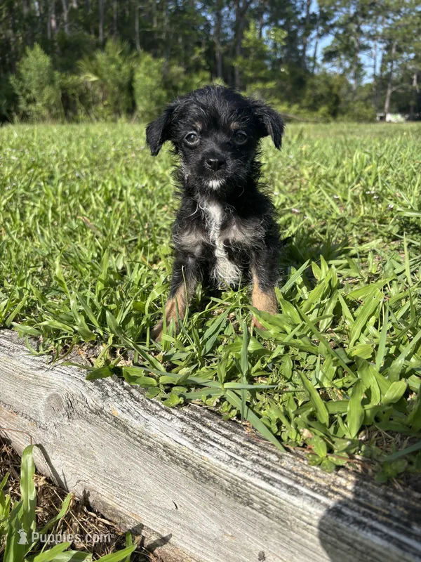 Marley – Chorkie puppy for sale in Saint Augustine, FL