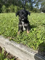 Marley, a male Chorkie for sale in Saint Augustine, FL – 1 of 4