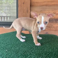 Josie, a female Chiweenie for sale in Saint Augustine, FL – 2 of 5