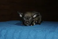 Martini , a female Chihuahua for sale in Saint Augustine, FL – Photo 2 of 2