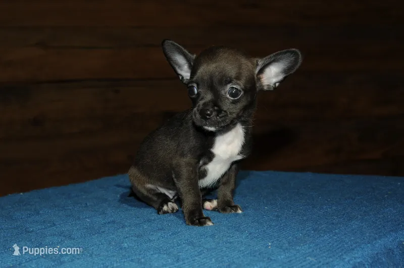 Martini  – Chihuahua puppy for sale in Saint Augustine, FL