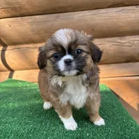 Melly , a female Shorkie for sale in Saint Augustine, FL – Photo 5 of 5