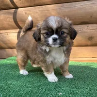 Melly , a female Shorkie for sale in Saint Augustine, FL – Photo 2 of 5