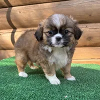 Melly , a female Shorkie for sale in Saint Augustine, FL – Photo 4 of 5