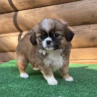 Melly , a female Shorkie for sale in Saint Augustine, FL – Photo 3 of 5