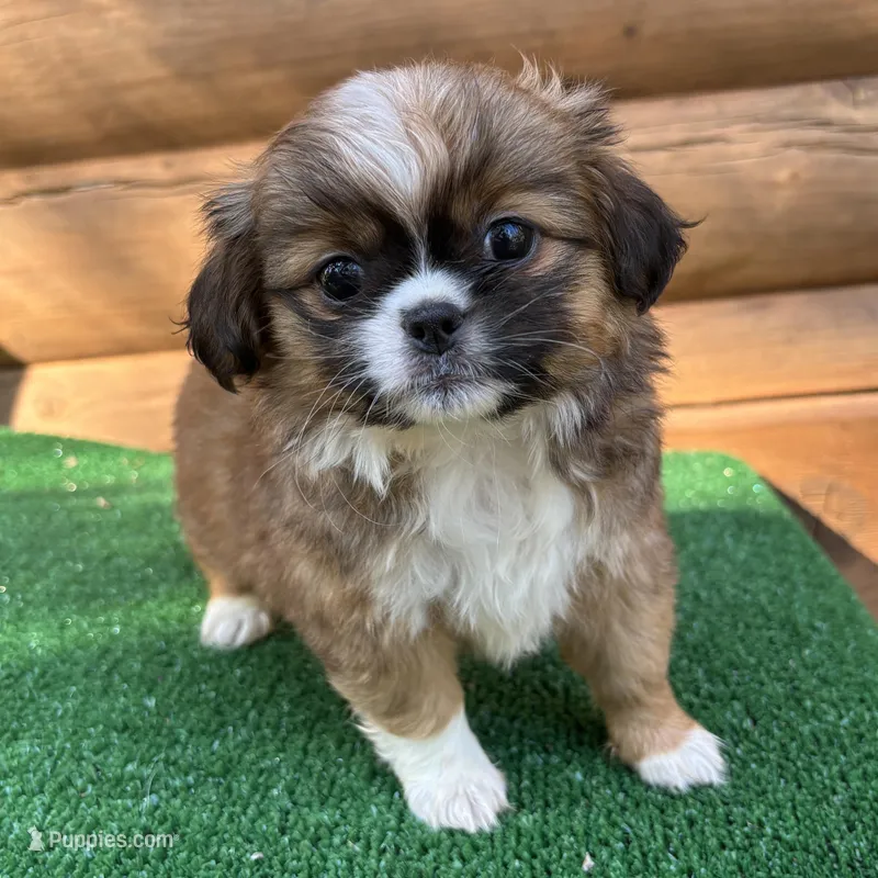 Melly  – Shorkie puppy for sale in Saint Augustine, FL