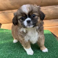 Melly , a female Shorkie for sale in Saint Augustine, FL – Photo 1 of 5