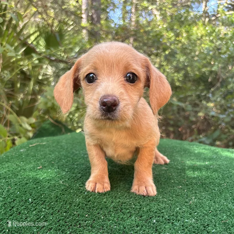 Sugar – Poodle - Miniature , Miniature Dachshund puppy for sale in Saint Augustine, FL