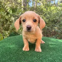 Sugar, a female Poodle - Miniature  and Miniature Dachshund for sale in Saint Augustine, FL – 1 of 4