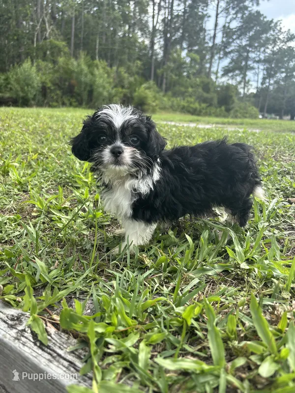 Luna – Chihuahua, Shih Tzu puppy for sale in Saint Augustine, FL
