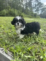 Luna, a female Chihuahua and Shih Tzu for sale in Saint Augustine, FL – 1 of 9