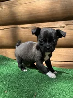 Timmy, a male Chihuahua and Pug for sale in Saint Augustine, FL – Photo 5 of 5